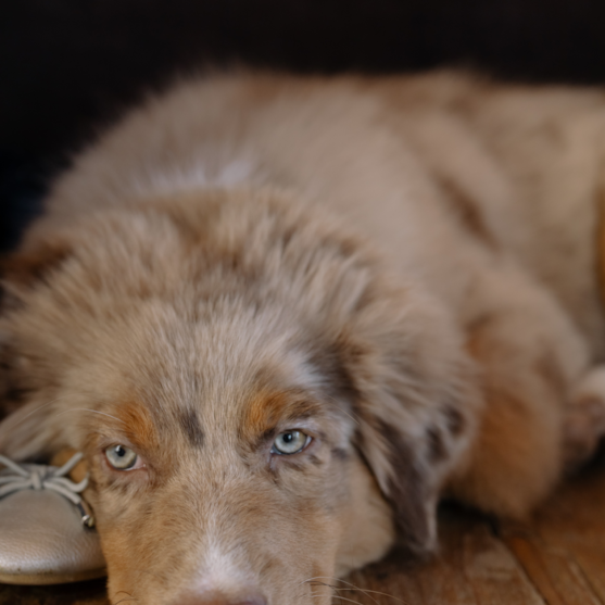 mini aussiedoodle with blue eyes